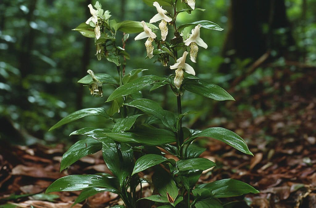 Indian Snakeroot: Traditional Uses, Benefits, and Important Precautions