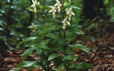 Indian Snakeroot: Traditional Uses, Benefits, and Important Precautions