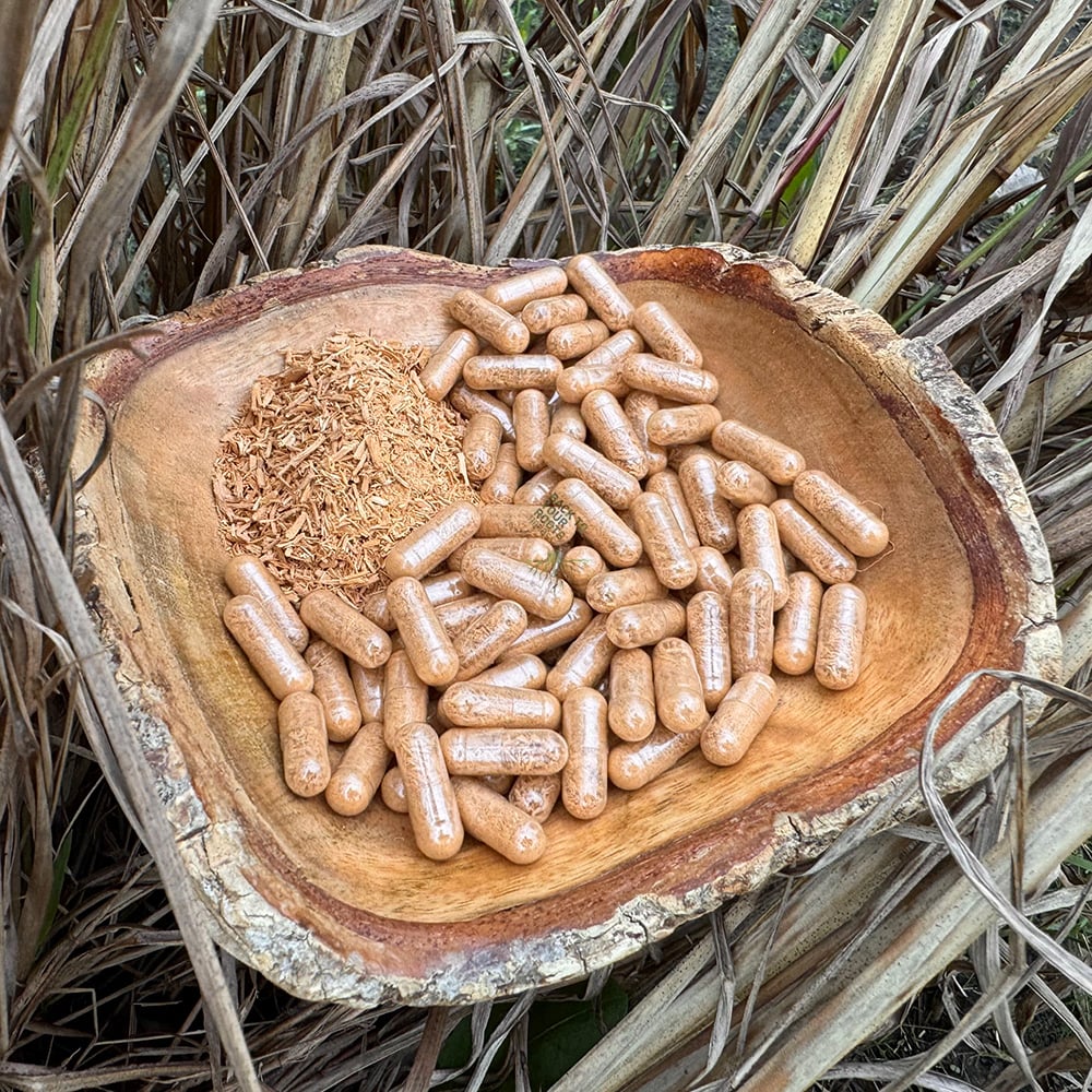 Tejocote Capsules A rustic wooden bowl filled with Tejocote capsules and a pile of the raw, shredded Crataegus mexicana root, showing the natural ingredient source.