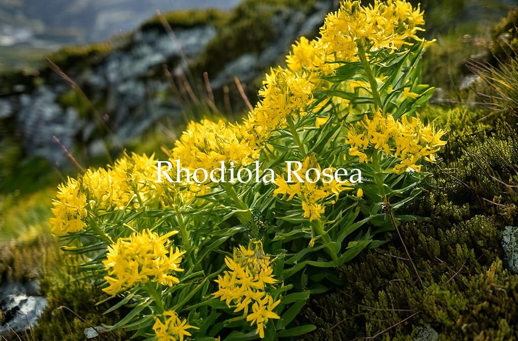 Golden Root (Rhodiola): Benefits, Uses, and Safety Information