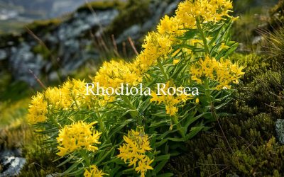 Learn Golden Root (Rhodiola): Benefits, Uses, and Safety Information