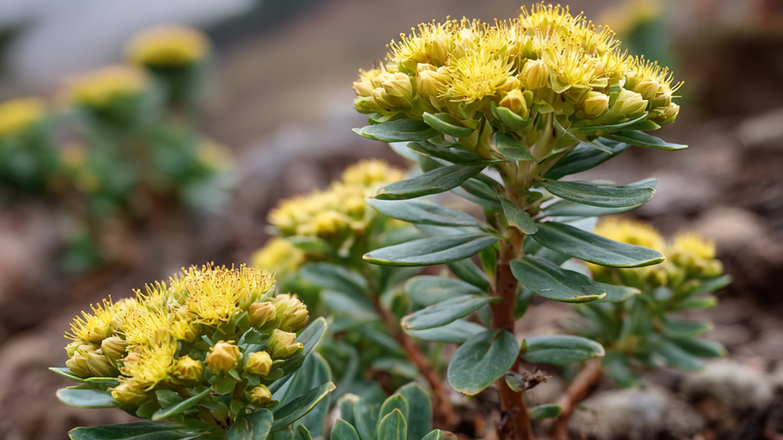 The Rhodiola Rosea plant in bloom, an adaptogen known for fighting stress-related fatigue and supporting energy.