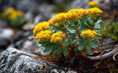 Learn A Guide to Rhodiola Rosea for Attention and Focus