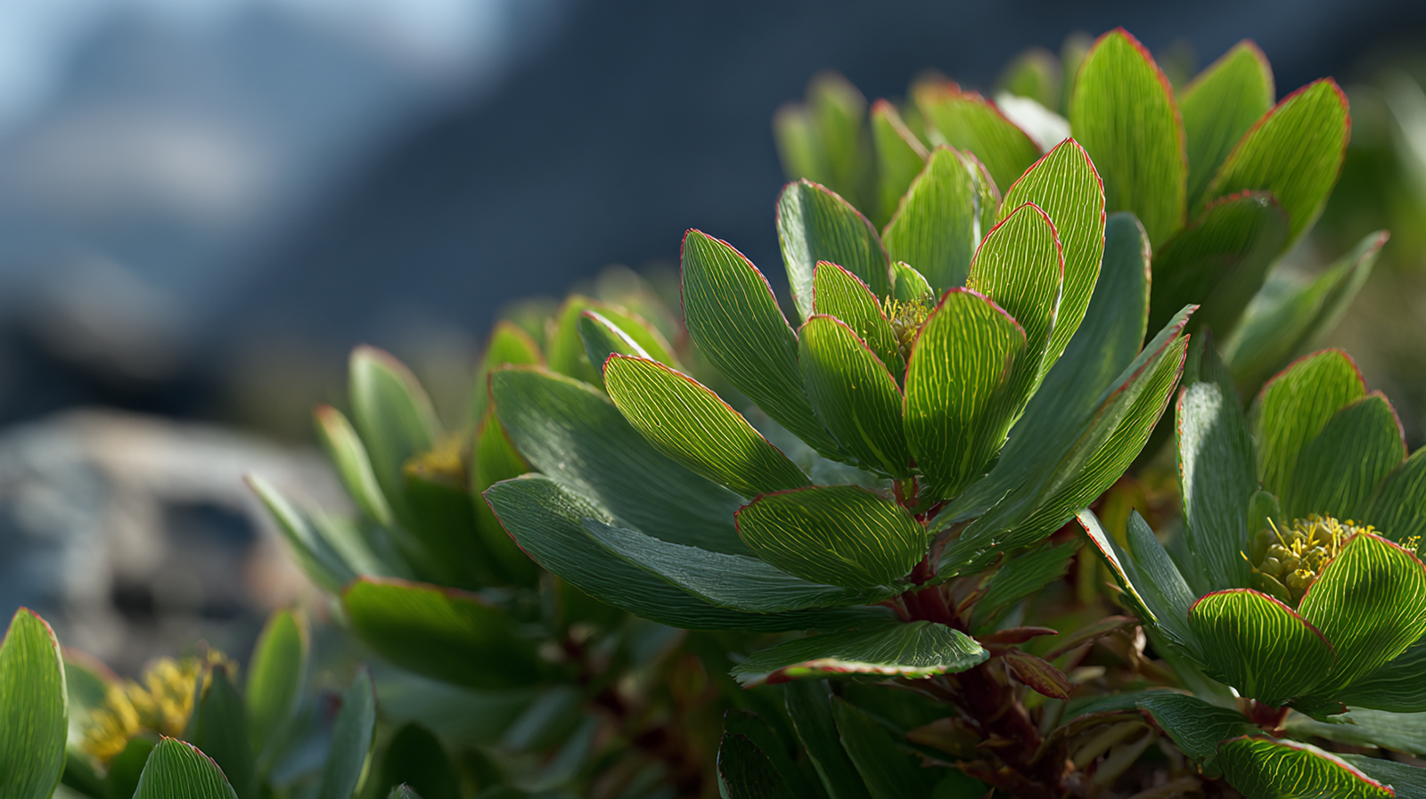 The Rhodiola Rosea plant with its thick green leaves, an adaptogen that helps with mental fatigue.