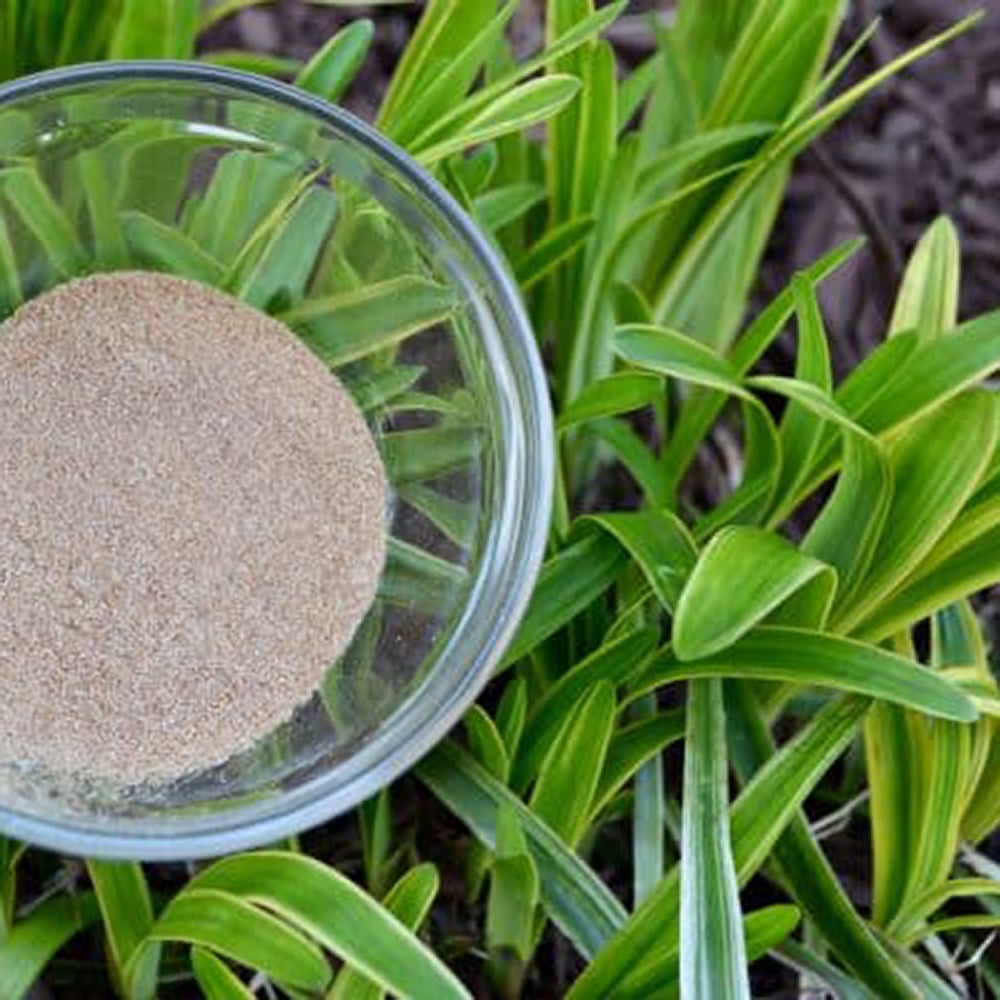 Sarsaparilla Powder A glass bowl of fine sarsaparilla root powder sitting next to fresh green leaves, representing its natural plant origin.