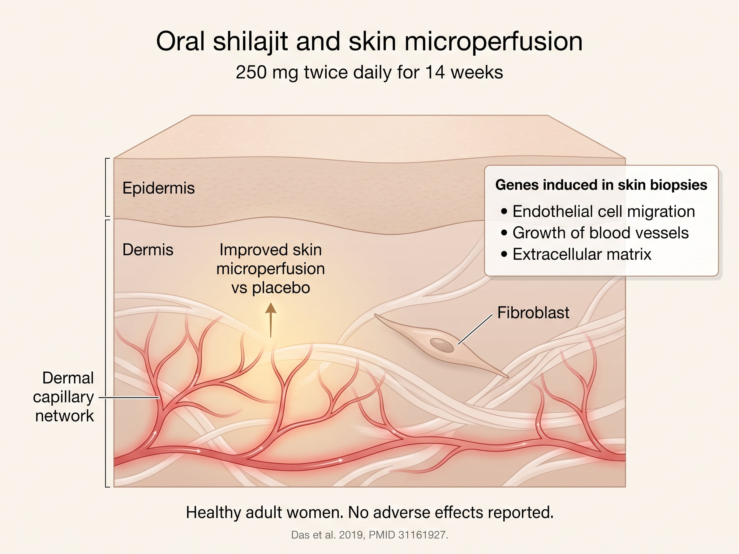 Skin cross-section diagram showing improved dermal microperfusion after 250 mg shilajit twice daily for 14 weeks.