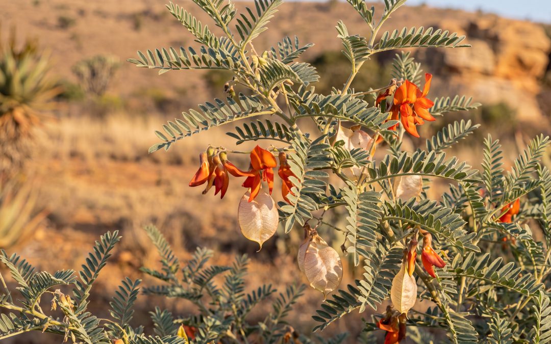 Sutherlandia frutescens: Traditional Medicine and Modern Science