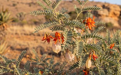 Sutherlandia frutescens: Traditional Medicine and Modern Science
