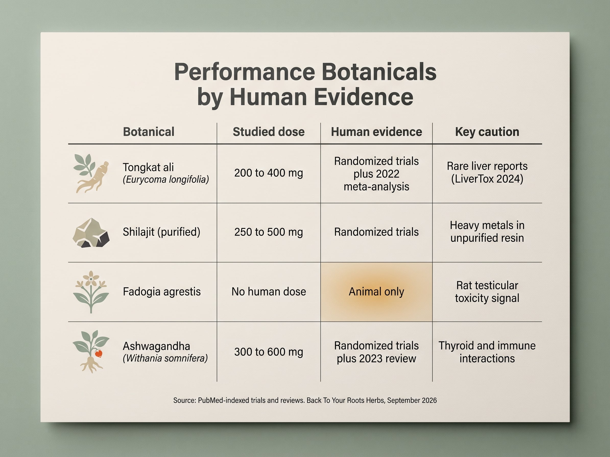 Comparison chart of tongkat ali, shilajit, fadogia agrestis, and ashwagandha by human evidence tier and key caution