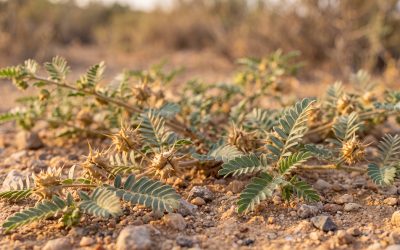 The Science of Tribulus Terrestris and Male Hormones