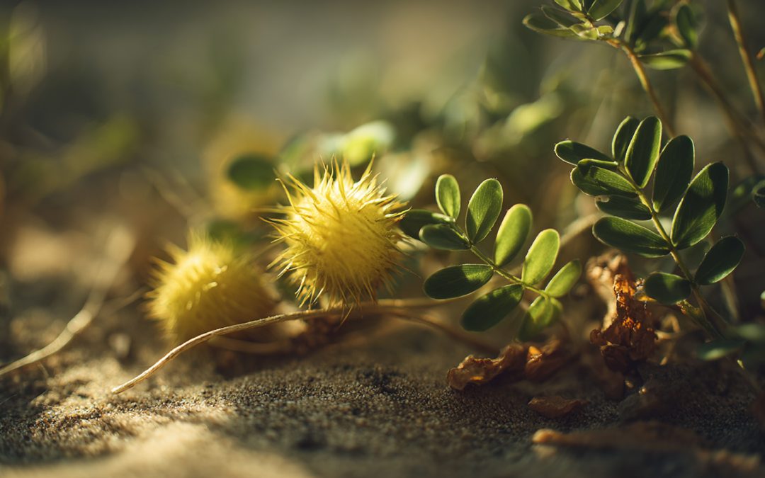 A Scientific Guide to Tribulus Terrestris