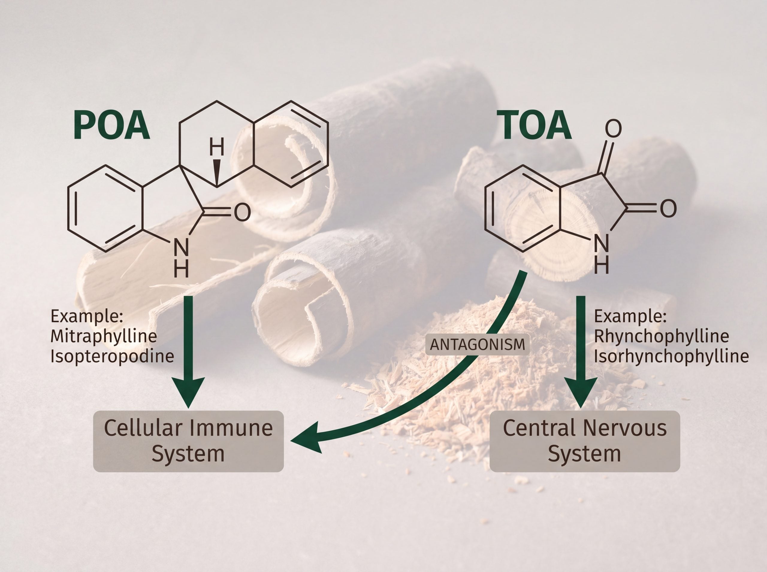 Diagram contrasting pentacyclic and tetracyclic oxindole alkaloid structures and their target systems
