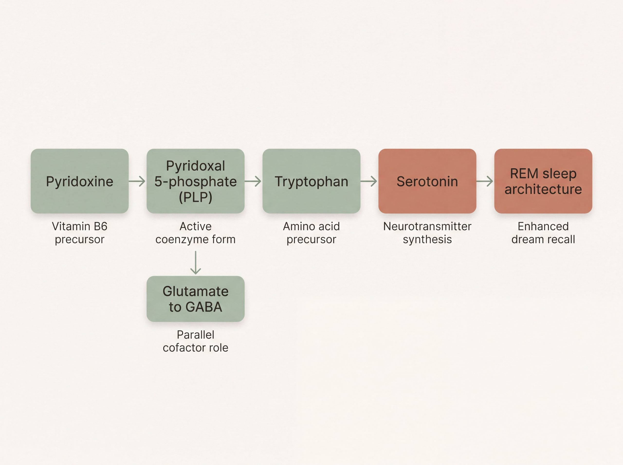 Infographic showing the pyridoxine to PLP to tryptophan to serotonin pathway affecting REM sleep
