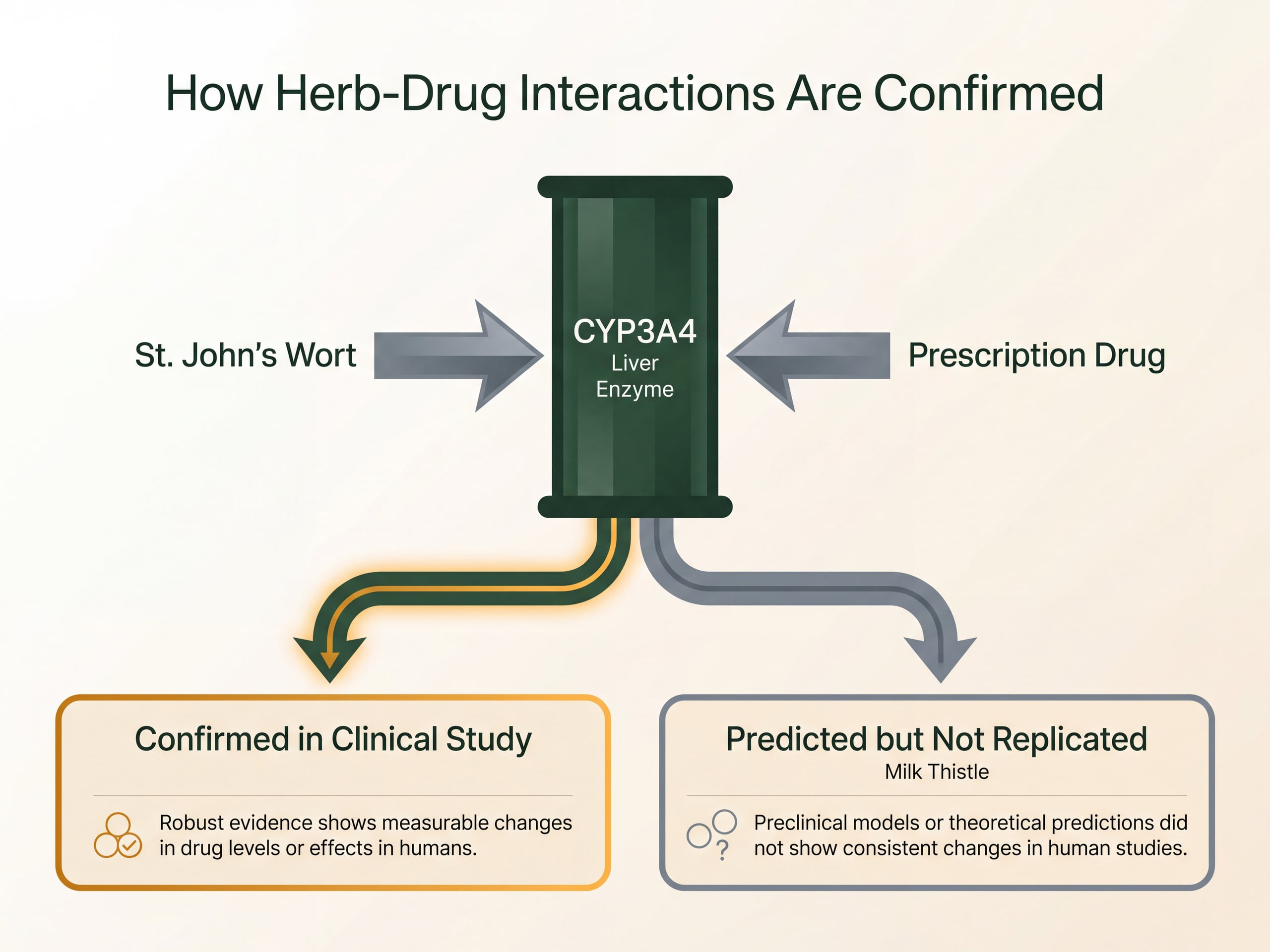 Diagram tracing St. John's wort through CYP3A4 metabolism, contrasting confirmed and unreplicated interactions