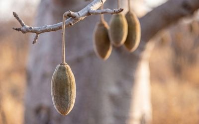 Learn Baobab: A Guide to Africa’s Ancient ‘Tree of Life’