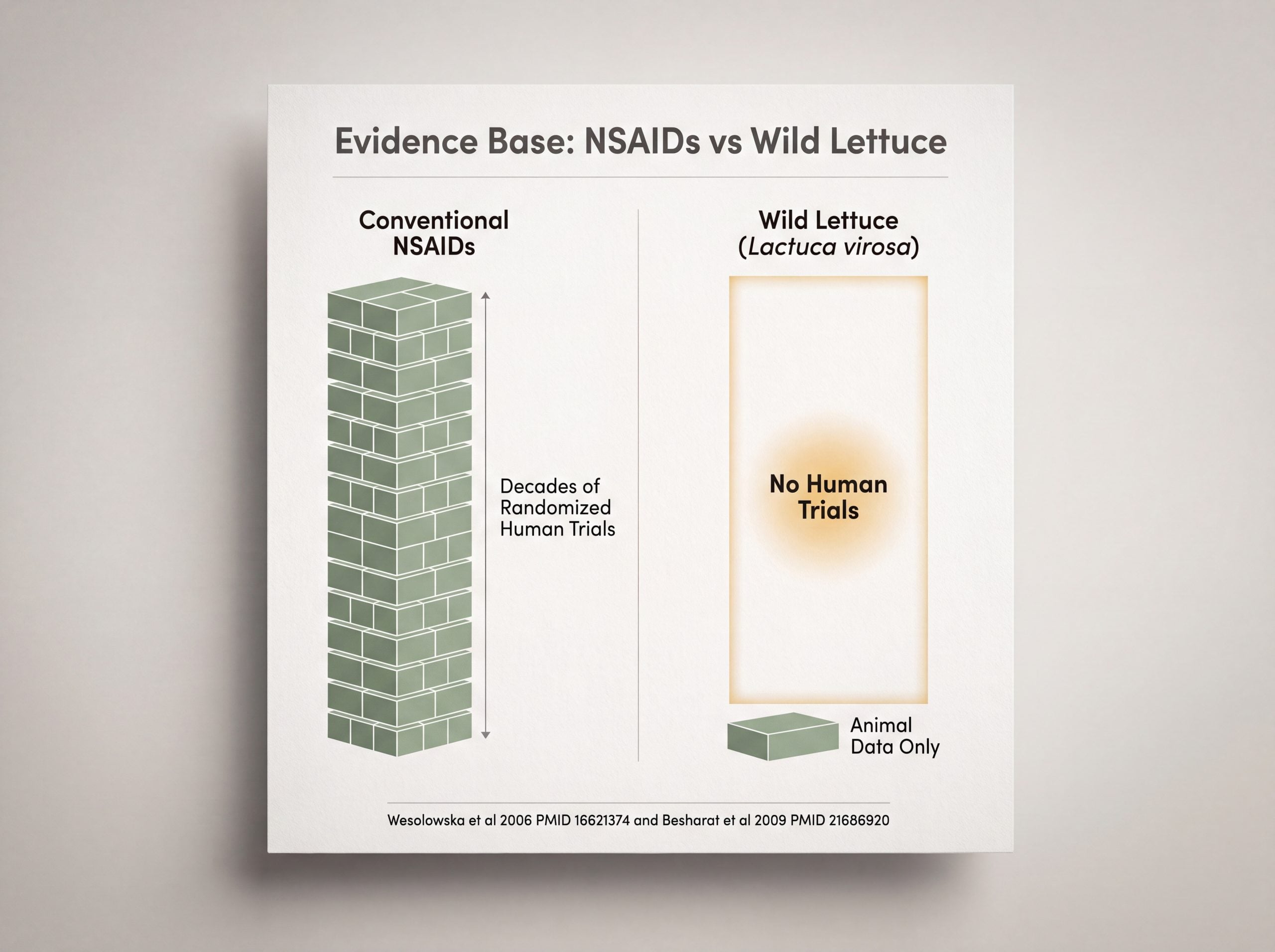Infographic comparing the evidence base for conventional NSAIDs against wild lettuce for pain, showing no human trials for wild lettuce