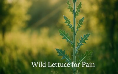 Learn Evaluating Wild Lettuce (Lactuca virosa) for Pain: Benefits, Risks, and Scientific Evidence