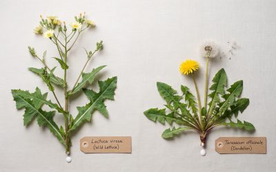 Wild Lettuce vs. Dandelion: Key Differences & Uses