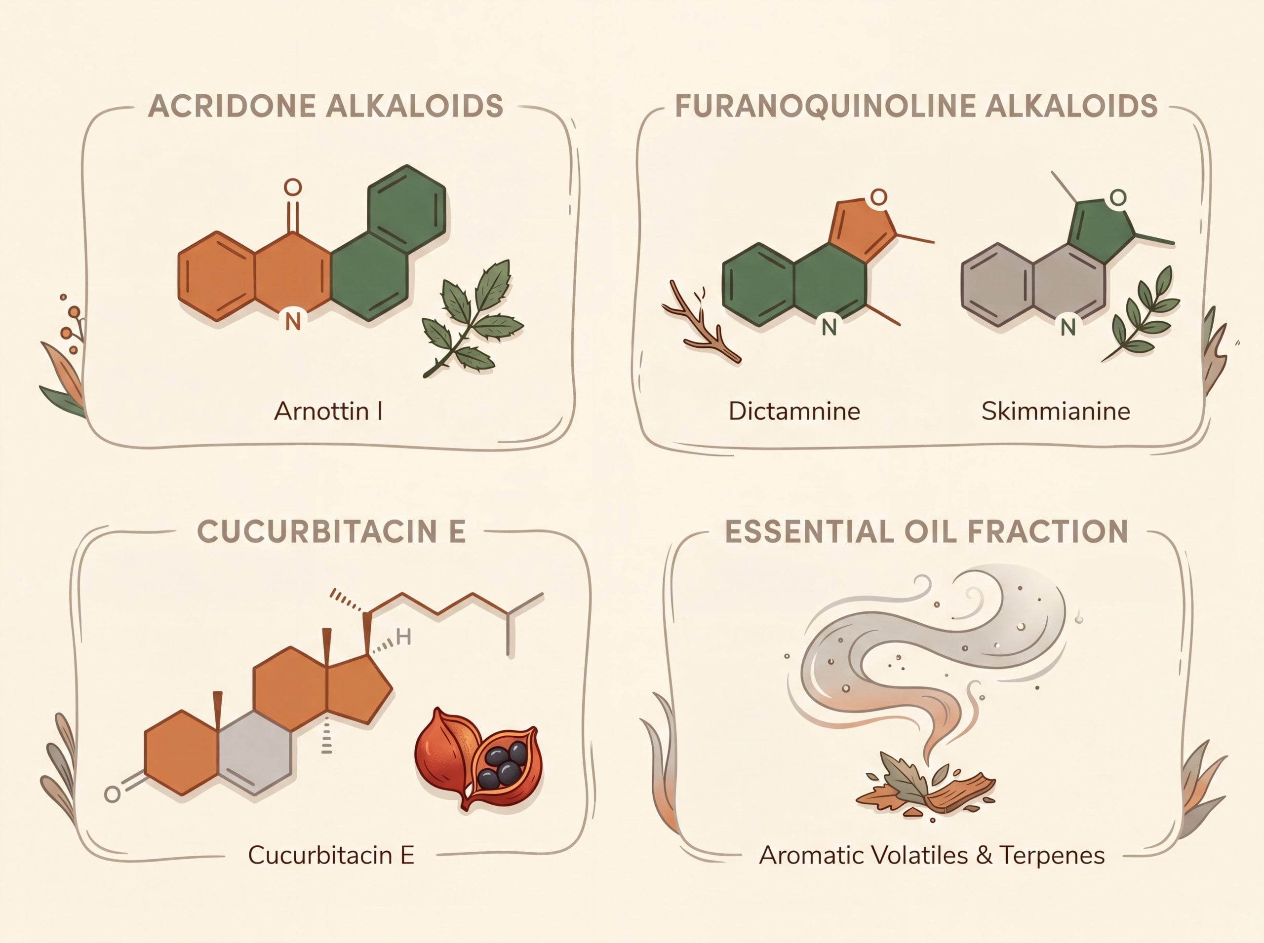 Infographic of Zanthoxylum leprieurii active compounds acridone alkaloids cucurbitacin E dictamnine skimmianine fagaridine and essential oils
