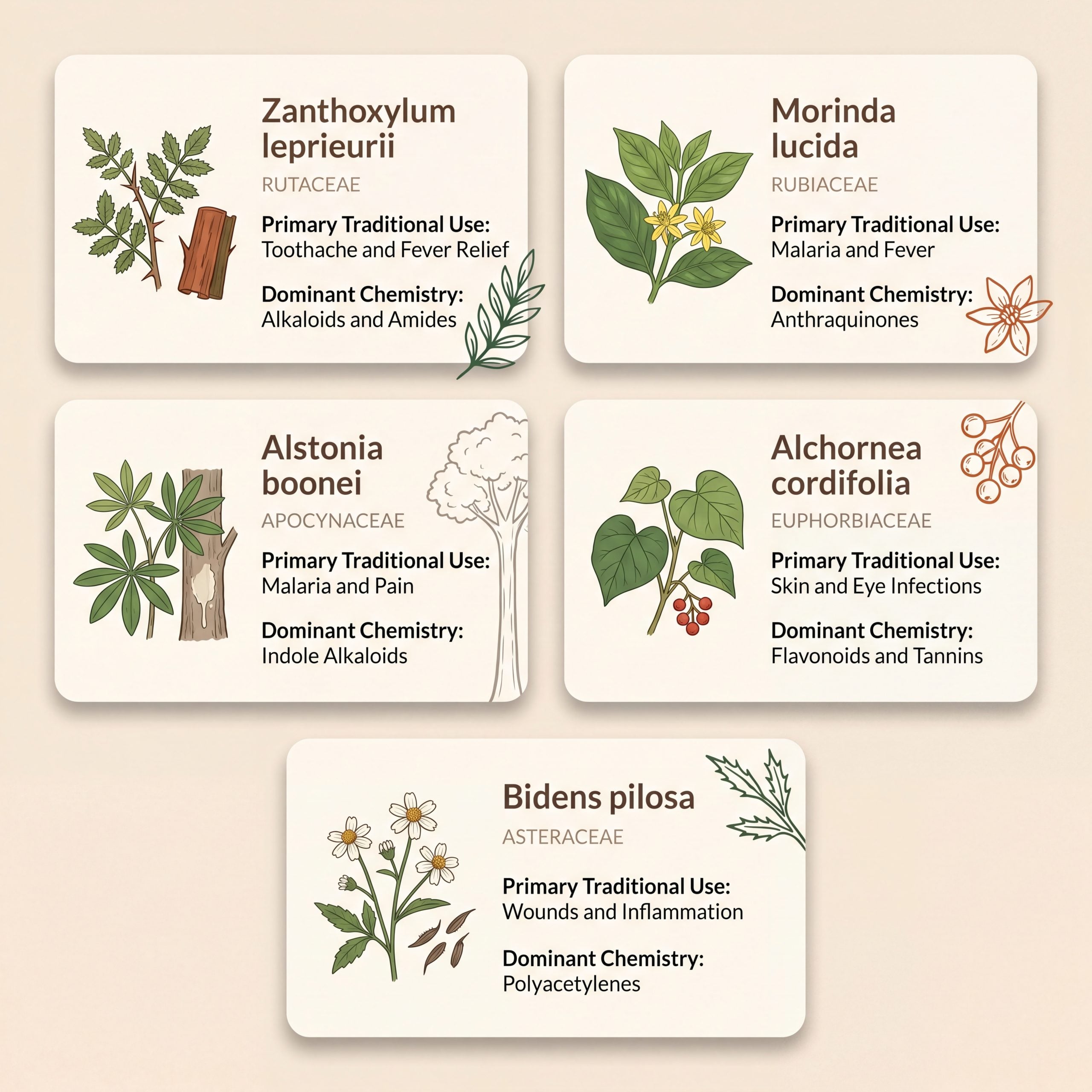 Square comparison infographic of Zanthoxylum leprieurii Morinda lucida Alstonia boonei Alchornea cordifolia and Bidens pilosa with primary traditional uses and chemistry families